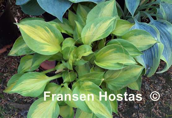 Hosta Claudia A